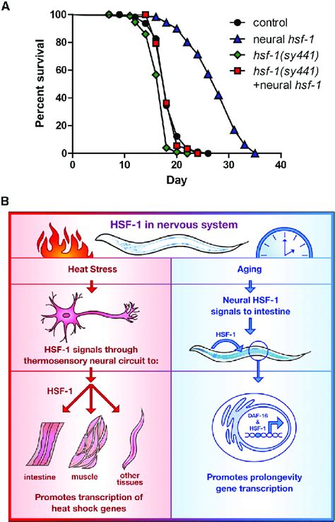 Hsf Is Required In Peripheral Tissues For Neural Hsf Overexpressing