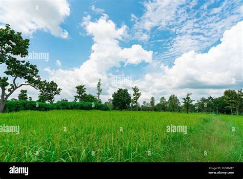 Paysage Vert Champ De Riz Et Plantation De Manioc Ferme De Riz Avec