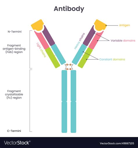 Antibody diagram Royalty Free Vector Image - VectorStock