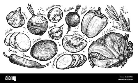 Vegetables Set Hand Drawn Illustration For Vegetable Market Vintage