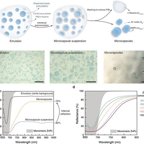 Compartmentalized Encapsulation A A Schematic Of The Microcapsule