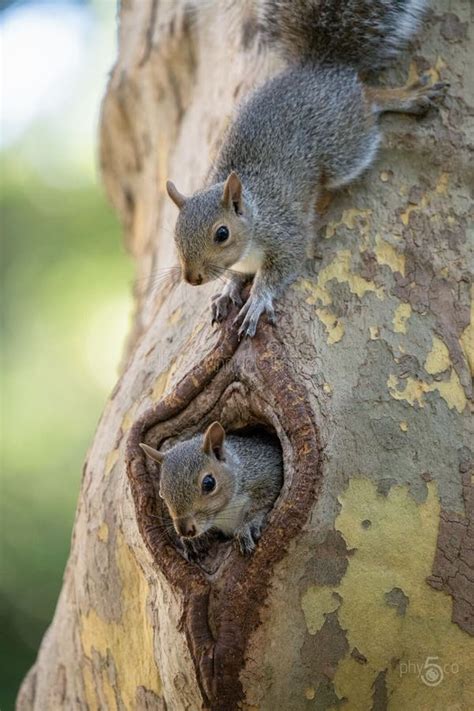 Vertical Closeup Shot Of Cute Squirrels Crawling On A Tree Trunk Stock