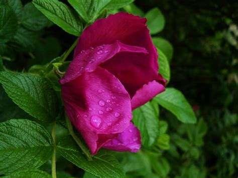 Withering Rose by JacquelineNoire on DeviantArt