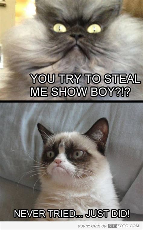 Grumpy Cat Stealing The Show Grumpy Cat Quotes Grumpy Cat Meme Grumpy Cat Humor