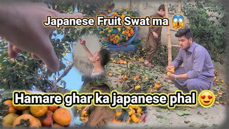 Japanese Fruit Swat Ma😱 Persimmon Hamare Ghar Ka Japanese Phal😍