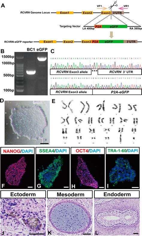 Frontiers Generation Of An RCVRN EGFP Reporter HiPSC Line By CRISPR