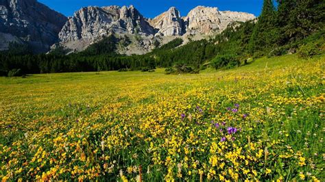 Meadow Mountains Wallpapers Wallpaper Cave