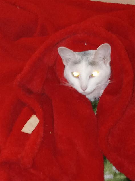 karma demands to be tucked in every night. The diva queen Karma : r