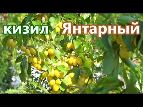 Желто-плодный кизил ЯНТАРНЫЙ /Черкасская область - YouTube