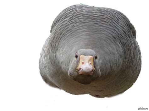 Гусь-ракета | Пикабу