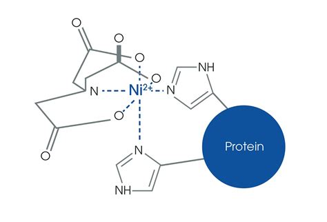 His Tag Production And Purification Abcam