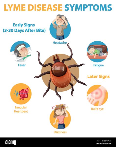 La Enfermedad De Lyme S Ntomas Infograf A De Informaci N Imagen Vector