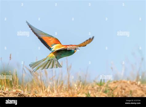 European Bee Eater In Flight Merops Apiaster Stock Photo Alamy