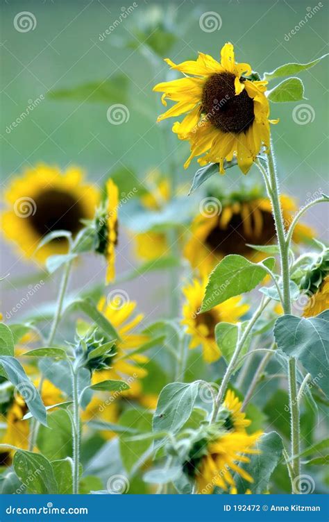 Sunflowers on the Farm stock photo. Image of garden, leaves - 192472