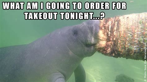 Calming Manatee Memes