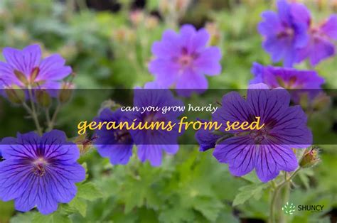 Growing Hardy Geraniums From Seed: The Basics You Need To Know | ShunCy