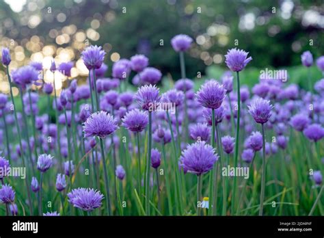 Purple Chives Flowers In The Summer Garden Wild Chives Flower Or