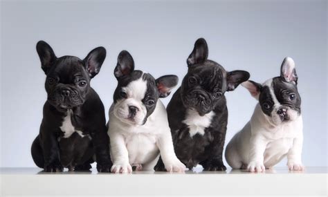 Ultimate Guide To French Bulldog Health and Care - French Bulldog Breed