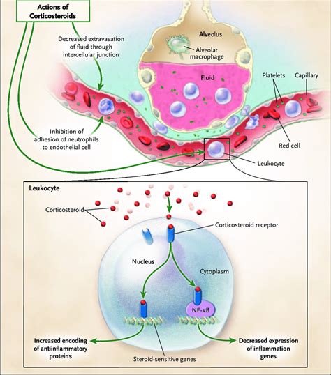 Pathways Of The Inhibition Of Inflammation By Corticosteroids In Ards