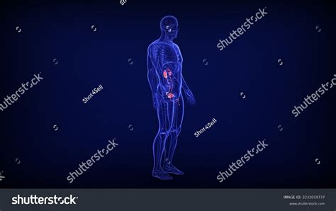 Human Organs Anatomy 3d Illustration Stock Illustration 2232019737 ...