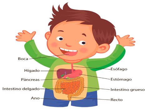 Puzzle De SISTEMA DIGESTIVO 2 Rompecabezas De