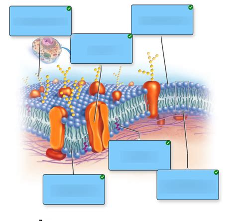 phospholipid bilayer Diagram | Quizlet