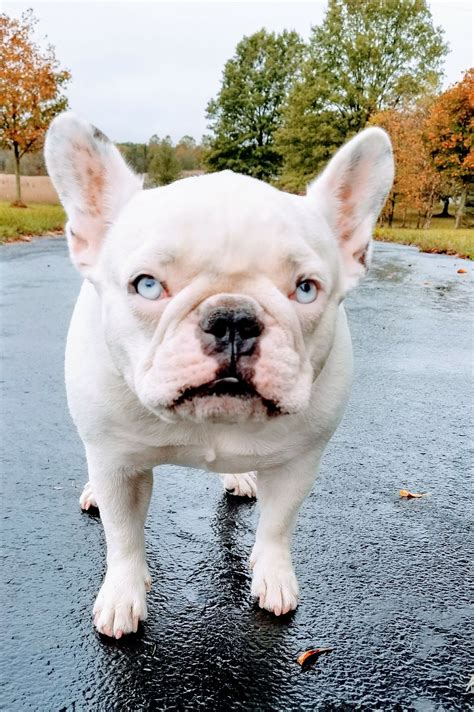 Extraordinary French Bulldog Terrier Mix, Grumpy, Frenchie, Boston Terrier, French Bulldog ...