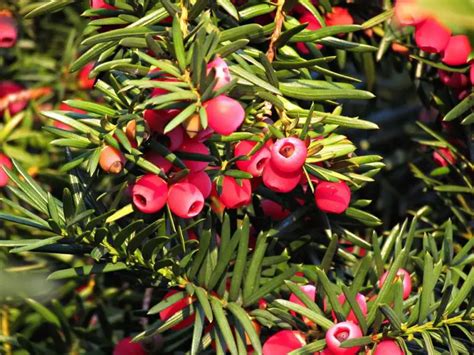 ENEBRO ROJO CARACTERÍSTICAS CULTIVO Y USOS DEL ÁRBOL