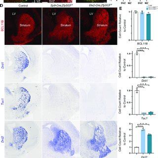 PDF The Transcription Factor Zfp503 Promotes The D1 MSN Identity And