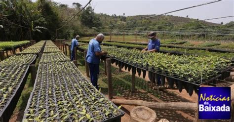 Colonia Agricola - Um presídio sem grades na Baixada: na colônia agrícola, presos plantam ...