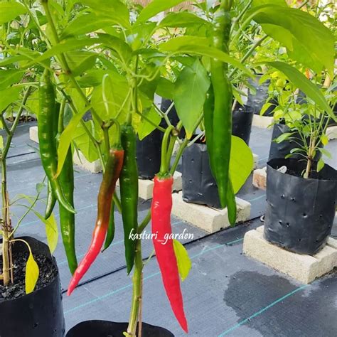 Biji Benih Cili Besar Kulai Hybrid Chilli Seeds 25pcs Chili Seed