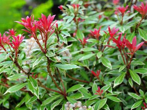 Andromède du Japon Pieris plantation soins Jardipartage