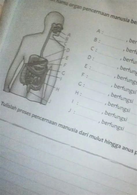 Detail Gambar Organ Pencernaan Manusia Dan Fungsinya Koleksi Nomer 45