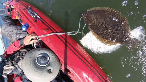 Fishing For Fluke Under A Bluefish Blitz Jumbo Flounder Bucktailing 6