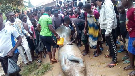 Trapped Manatee Caught And Butchered In Bayelsa By Residents. Photos - Science/Technology - Nigeria