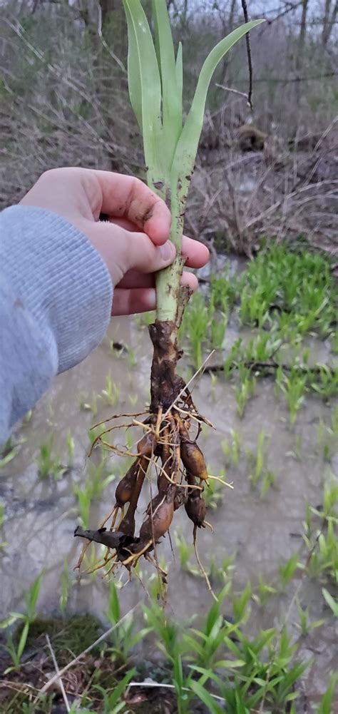 Unidentified onion, found foraging along the townawanda river in WNY