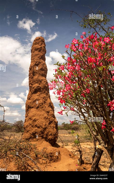 Ethiopia South Omo Termite Mound With Tall Chimney To Cool Colony