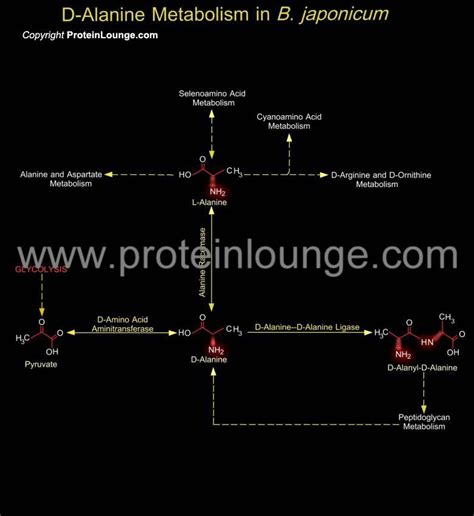 Biological Databases and Tools - D-Alanine Metabolism in B. japonicum ...