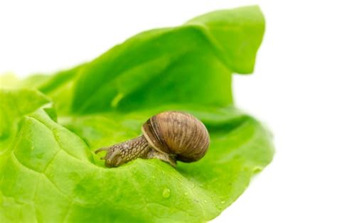 Caracol De Jard N Comiendo Lechuga Foto Premium