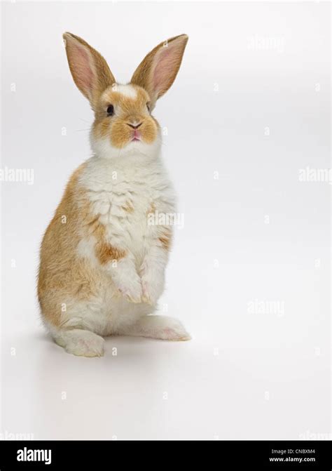 Bunny Rabbit Standing Up White Background Stock Photo 47590932 Alamy