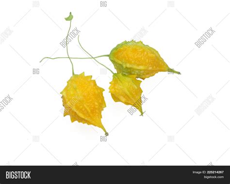 Fresh Balsam Apple Image & Photo (Free Trial) | Bigstock