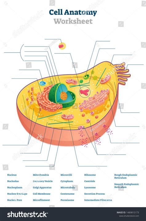 Cell Anatomy Worksheet Vector Illustration Educational Stock Vector