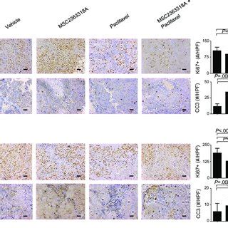 Effect Of Msc A On Proliferation And Apoptosis On Ovarian And