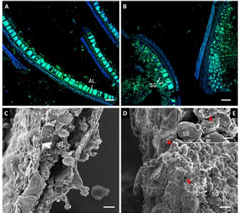 Confocal Laser Scanning Microscopy A B And Scanning Electron