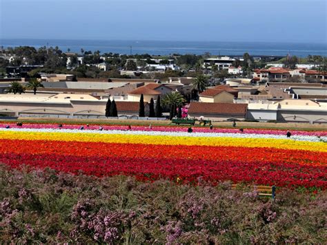 The Flower Fields At Carlsbad Ranch Full Bloom 32019