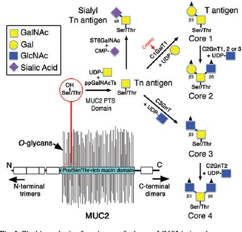 Figure From Mucin Type O Glycans And Their Roles In Intestinal