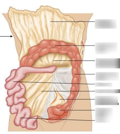 mesenteries diagram Diagram | Quizlet