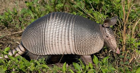 Argentina Nativa Armadillo De Nueve Bandas Dasypus Novemcinctus