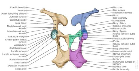 Bovine osteology : normal anatomy | vet-Anatomy