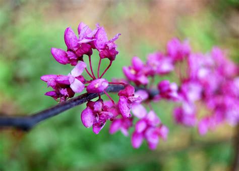 Eastern Redbud Tree Cercis Canadensis Valerie Reneé Flickr